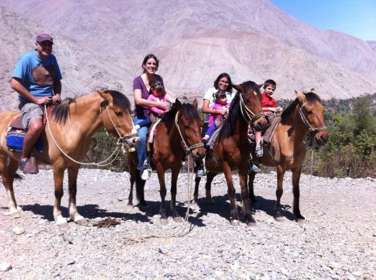 Caballos en el campo