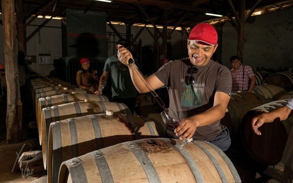 Recorrido por viñedos y cata de vinos